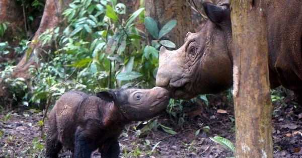 Project Peril Provides Essential Pandemic Funding To Protect Rhinos in South Africa